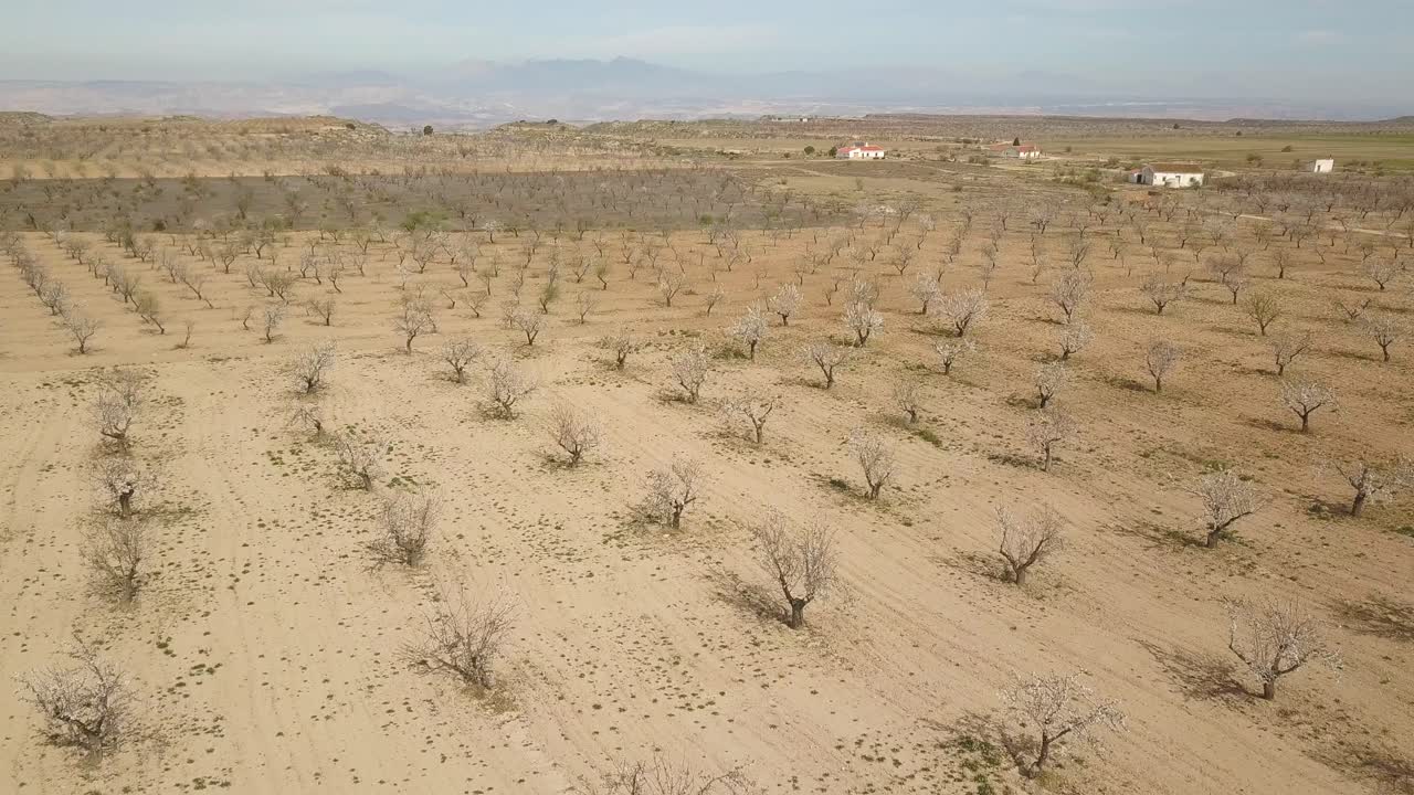 사막에 있는 큰 아몬드 나무 밭의 공중 전망