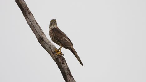 Common-buzzard-in-tree-UHD-MP4-4k-