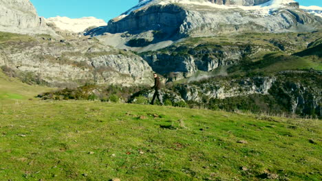 video aéreo siguiendo a un hombre haciendo senderismo en los pirineos españoles con vistas a las montañas, prados verdes y cielo azul