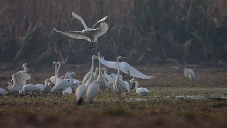 flock of birds  fishing in wetland area