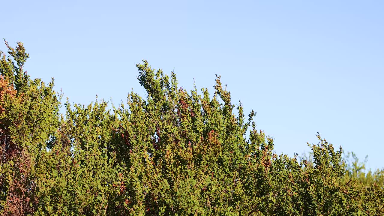 Lush green trees sway gently under clear blue skies in Bellarine, Victoria, Australia. Captured with steady camera work and natural lighting