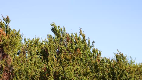 lush green trees sway gently under clear blue skies in bellarine, victoria, australia. captured with steady camera work and natural lighting