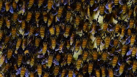 Se-Sabe-Que-Las-Abejas-Melíferas-Construyen-Grandes-Colonias-De-Nidos-Con-Bolsillos-Simétricos-Hechos-De-Cera-Para-Almacenar-Miel-Como-Fuente-De-Alimento