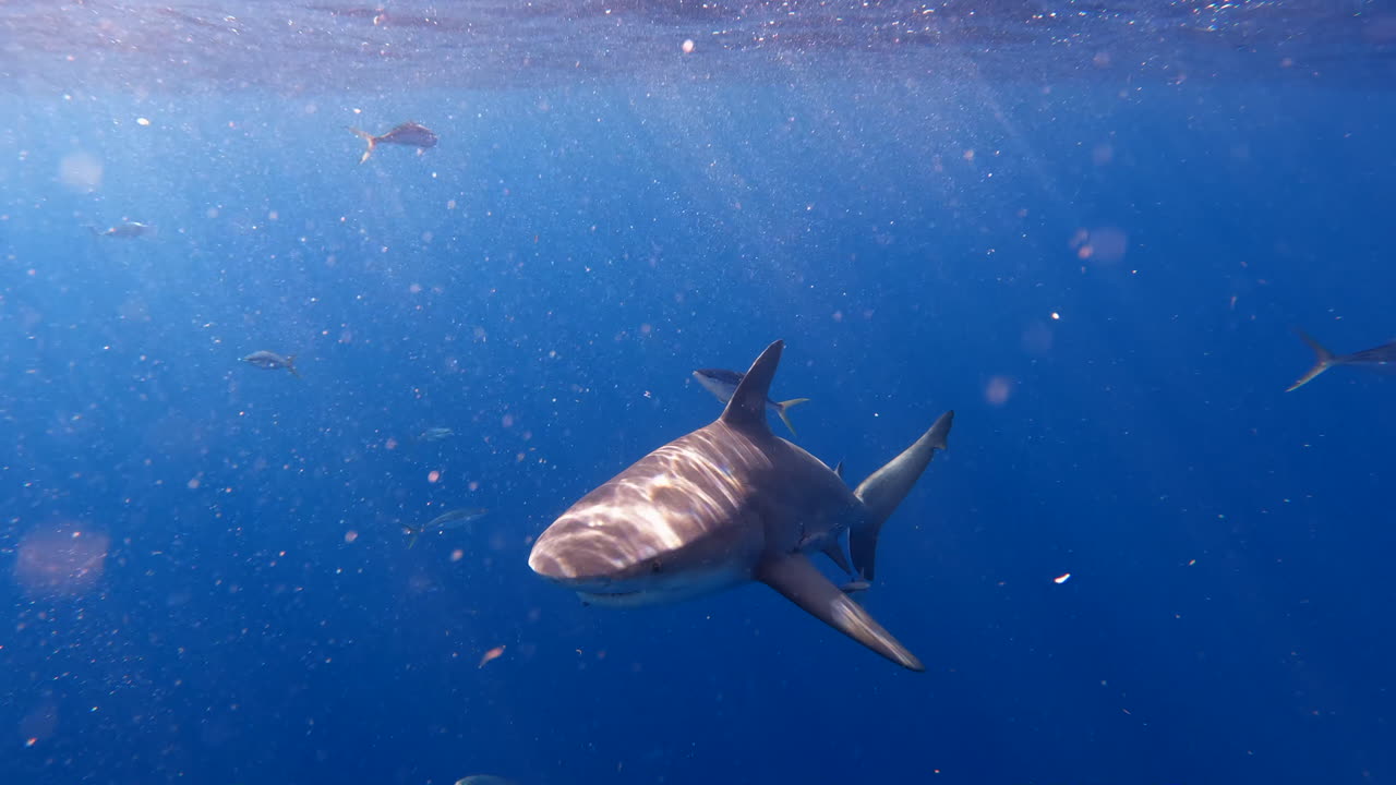 tiburón toro nadando en la superficie del océano en un día soleado con la luz brillando a través