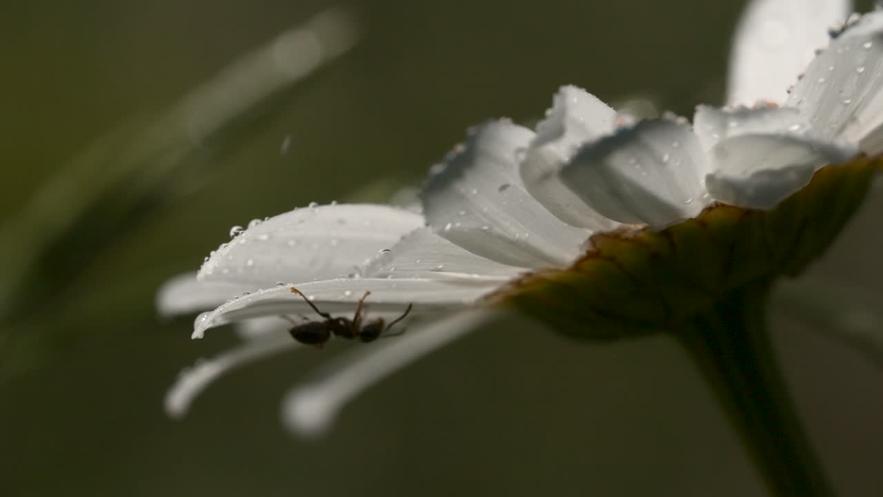 은 데이지 위의 개미