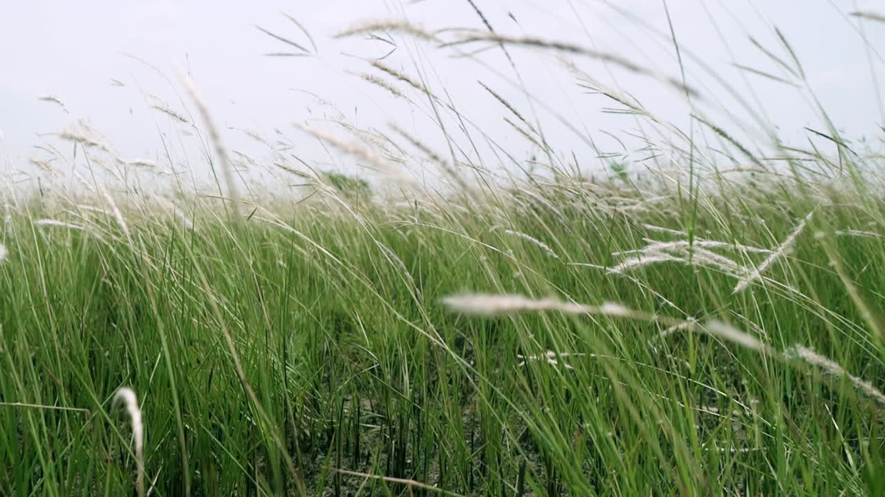 잔디, 초원, 목초지 및 습지 서식지에서 발견되는 열대 풀인 코곤 풀 (imperata cylindrica) 의 후퇴하는 느린 동작 촬영