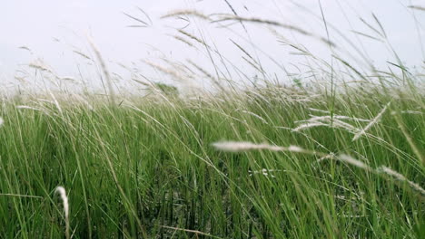 retreating slow motion shot of cogon grass, imperata cylindrica, a tropical grass that is found in grasslands, meadows, pastures, and swampy habitats