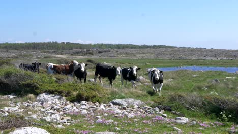 farm cows looking curious and eating grass near coastal area of halland in sweden on a summers day