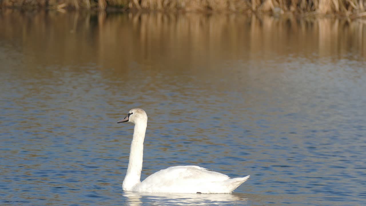 cisnes viviendo libremente en un lago