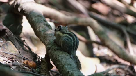con la espalda hacia la cámara, la ardilla a rayas birmana está sentada en una raíz mientras mordisquea algo de comida que encontró en el suelo del bosque en un parque nacional en tailandia.