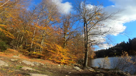 291 hermosos árboles amarillos de otoño en el bosque