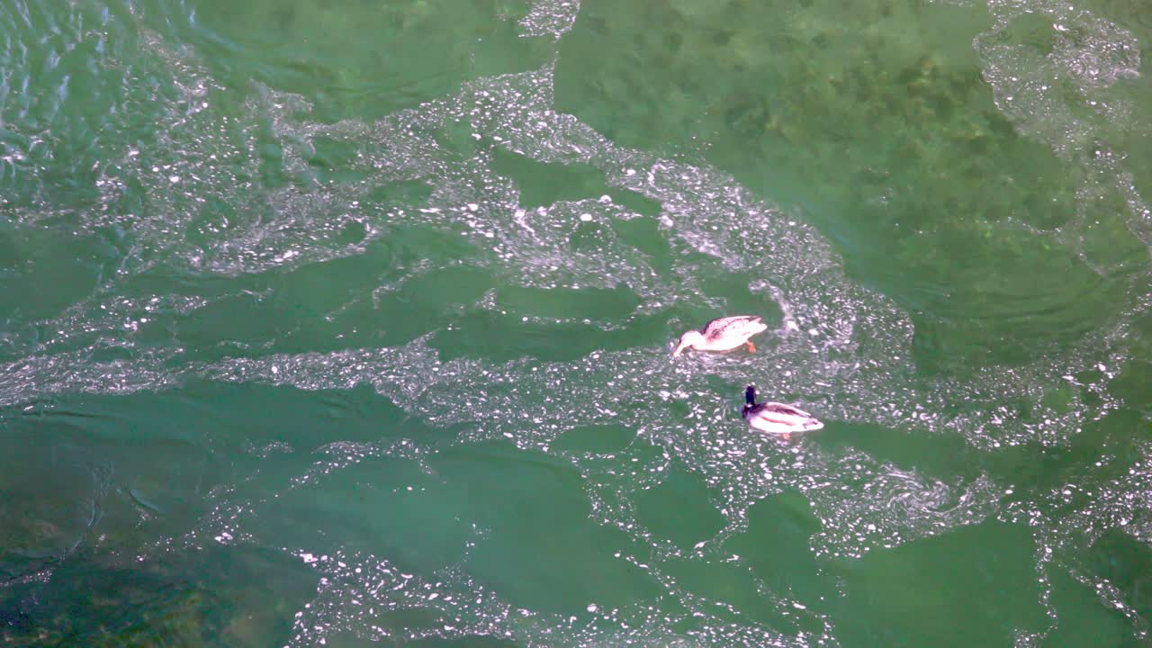 한 의 말라드 이 물줄기에 헤엄쳐서 추운 겨울에 먹이를 찾습니다.