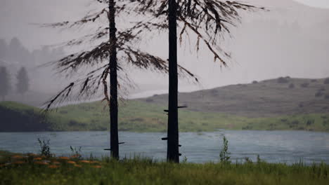 Pine-Tree-Forrest-in-the-Montains