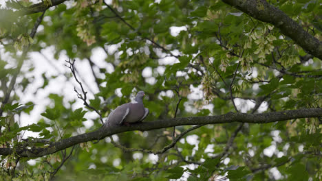 wood pigeon resting perched in a sycamore tree, video footage shot on a summers day in the uk