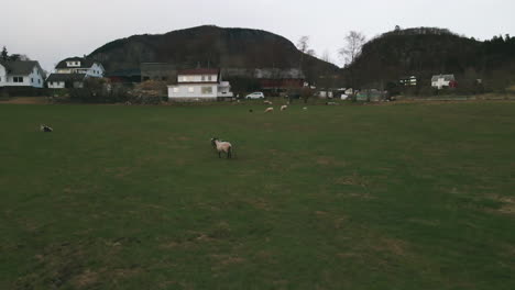 sheep and lambs running and grazing on green pasture