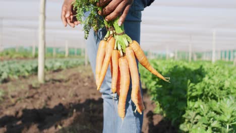 video de las piernas de un hombre afroamericano sosteniendo zanahorias y de pie en un invernadero