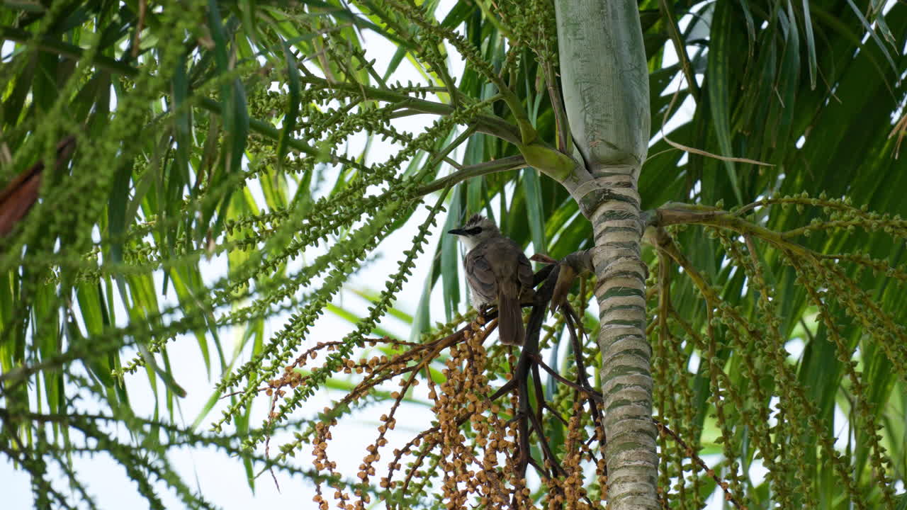 말레이시아 사바의 열대 나무에 자리 잡은 노란색 통풍구 벌불 또는 동부 노란색 통풍구