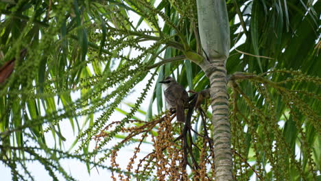 Yellow-vented-bulbul-,-or-eastern-yellow-vented-bulbul-perched-on-Tropical-tree-in-Malaysia-Sabah