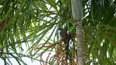 bulbul de ventilación amarilla, o bulbul de ventilación amarilla oriental posado en un árbol tropical en malasia sabah