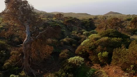 bosque perenne en las islas canarias