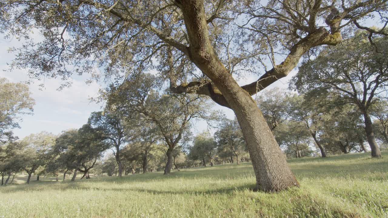 Panoramic view of a mediterranean forest, a pasture, in the Tietar Valley, Toledo, Spain, on a spring day with Spanish lavender flowers