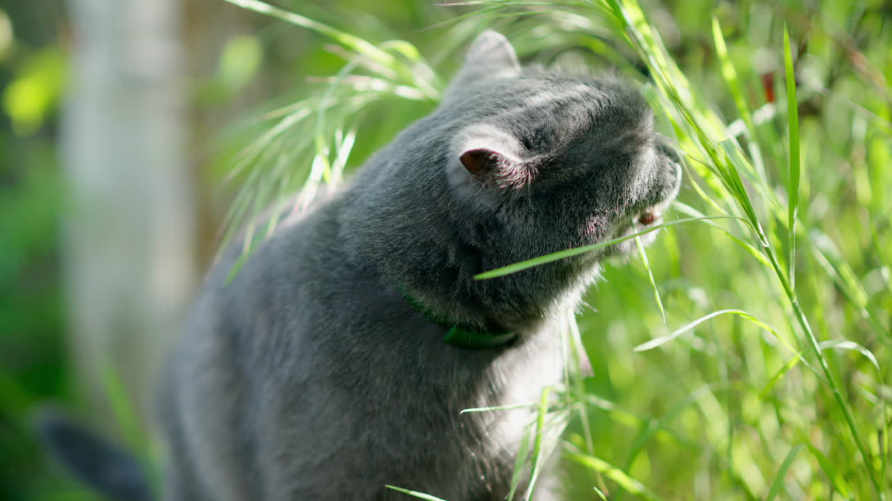 British Shorthair cat with orange eyes eating grass in a garden