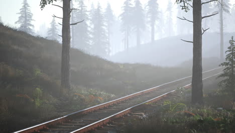 empty railway goes through foggy forest in morning