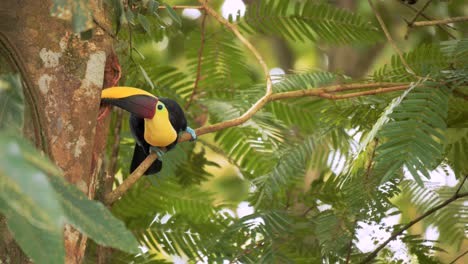 toucan building a nest in a tree in costa rica