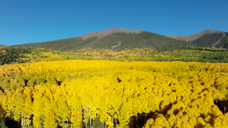 vibrant yellow and green autumn canopy of quaking aspens leads up to humphreys peak colorado