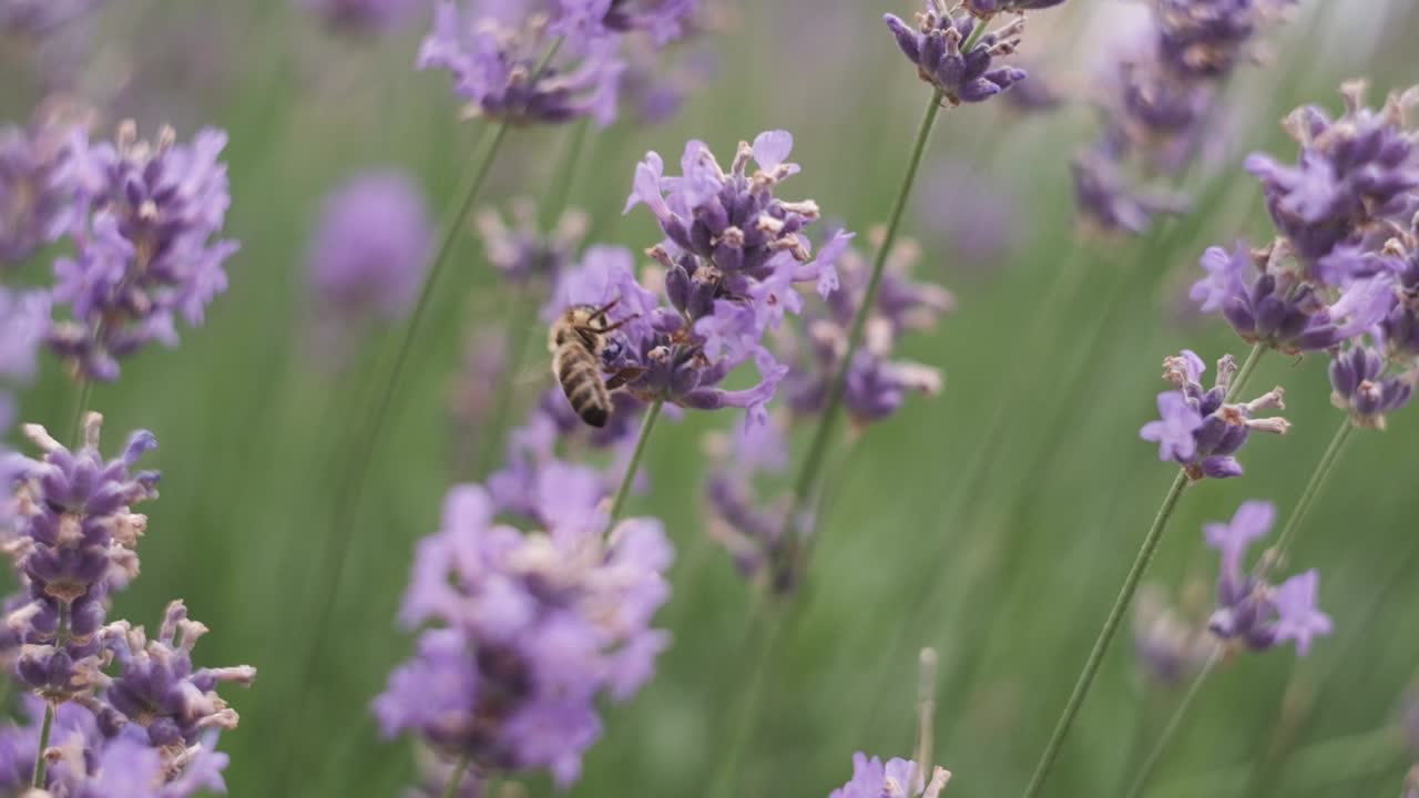 le api raccolgono il nettare sui bellissimi fiori di lavanda nel mezzo di un bellissimo parco in italia