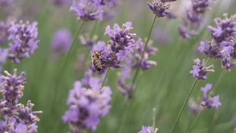 las abejas recolectan néctar en hermosas flores de lavanda en medio de un hermoso parque en italia