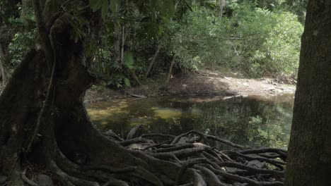 exotic old tree with huge roots growing at emmagen creek at daintree national park, cape tribulation in queensland, australia