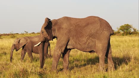 slow motion of baby elephant and protective mother protecting its young in herd of elephants, african wildlife safari animals in maasai mara, africa, kenya, tracking shot in masai mara