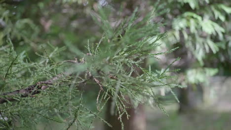 cerca de un árbol de hoja perenne