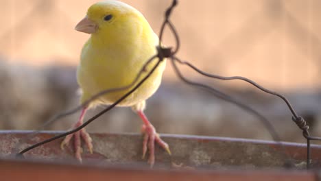 Canary-bird-inside-cage-feeding-and-perch-on-wooden-sticks-and-wires