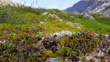 Arktischen-Tundra.-Schöne-Natur-Norwegen-Naturlandschaft.