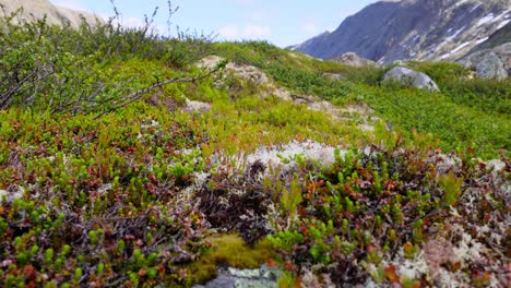 la tundra ártica, la hermosa naturaleza, el paisaje natural de noruega.