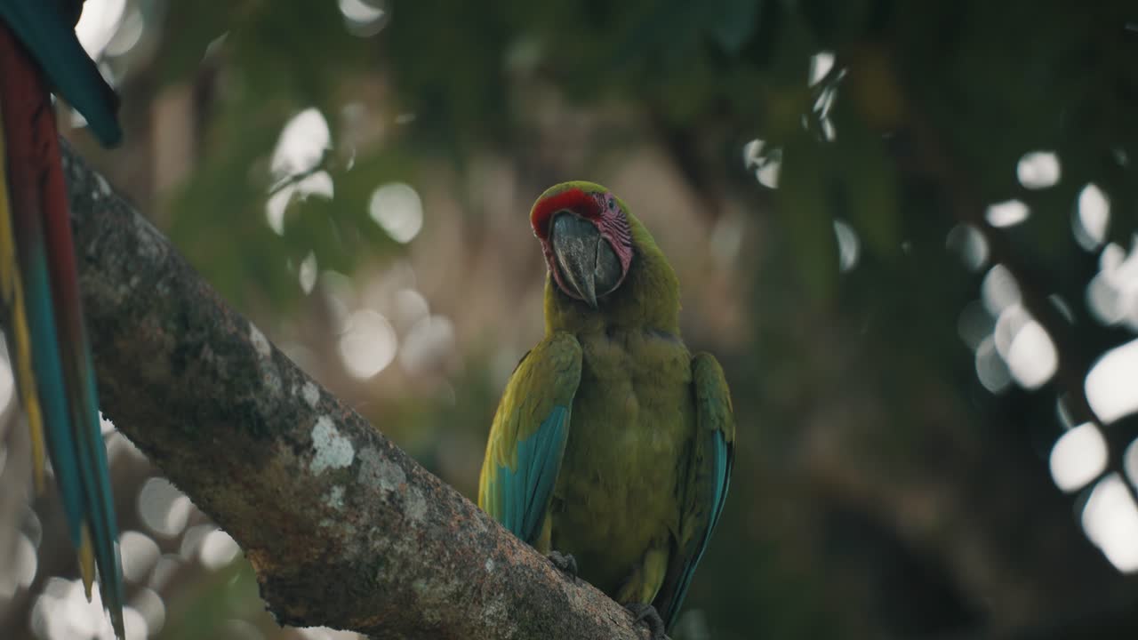 ara ambiguus guacamayo verde posado en la rama de un árbol en la naturaleza