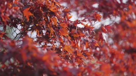 Beautiful dark red leaves of the maple tree on the delicate branches