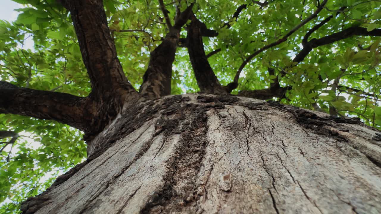 Vista en ángulo bajo de un tronco de árbol texturizado con ramas que se extienden en una densa copa verde, con luz natural filtrándose a través de las hojas en un entorno exterior sereno.