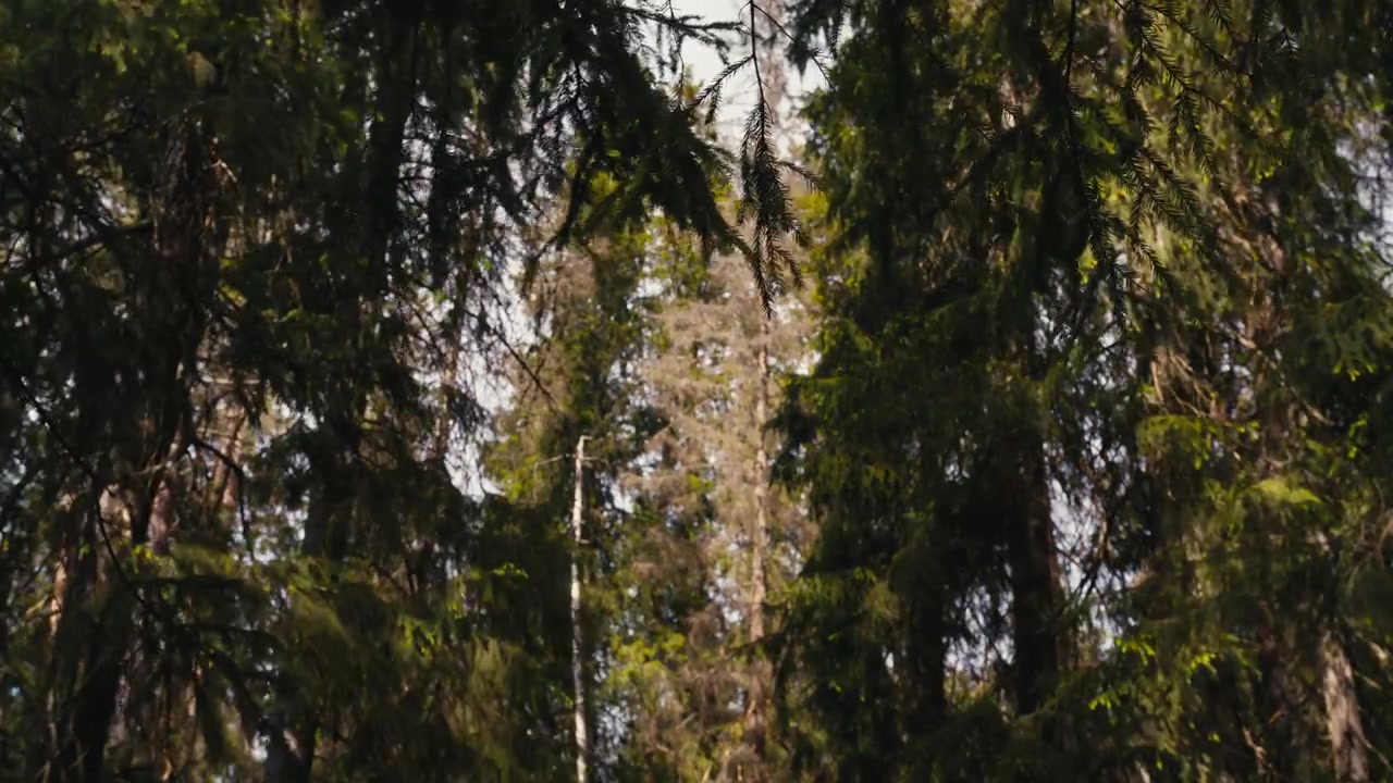 La luce del sole filtra attraverso la fitta chioma di alberi alti in una foresta norvegese. Ideale per progetti a tema naturalistico o documentari ambientali