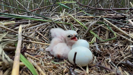 curious western marsh harrier (circus aeruginosus) in a nest with another chick and two eggs