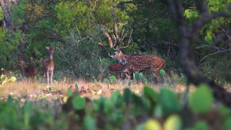 Large-Axis-buck-in-South-Texas