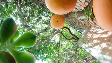 step into a world of natural splendor with this enchanting time-lapse video set in a quaint patio garden in villa de leyva