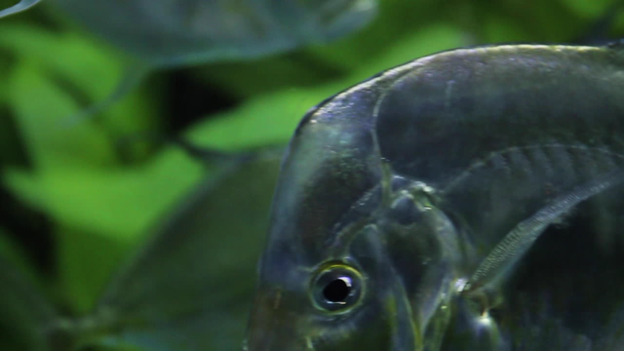 붐비는 수족관 속을 헤엄치는 물고기들