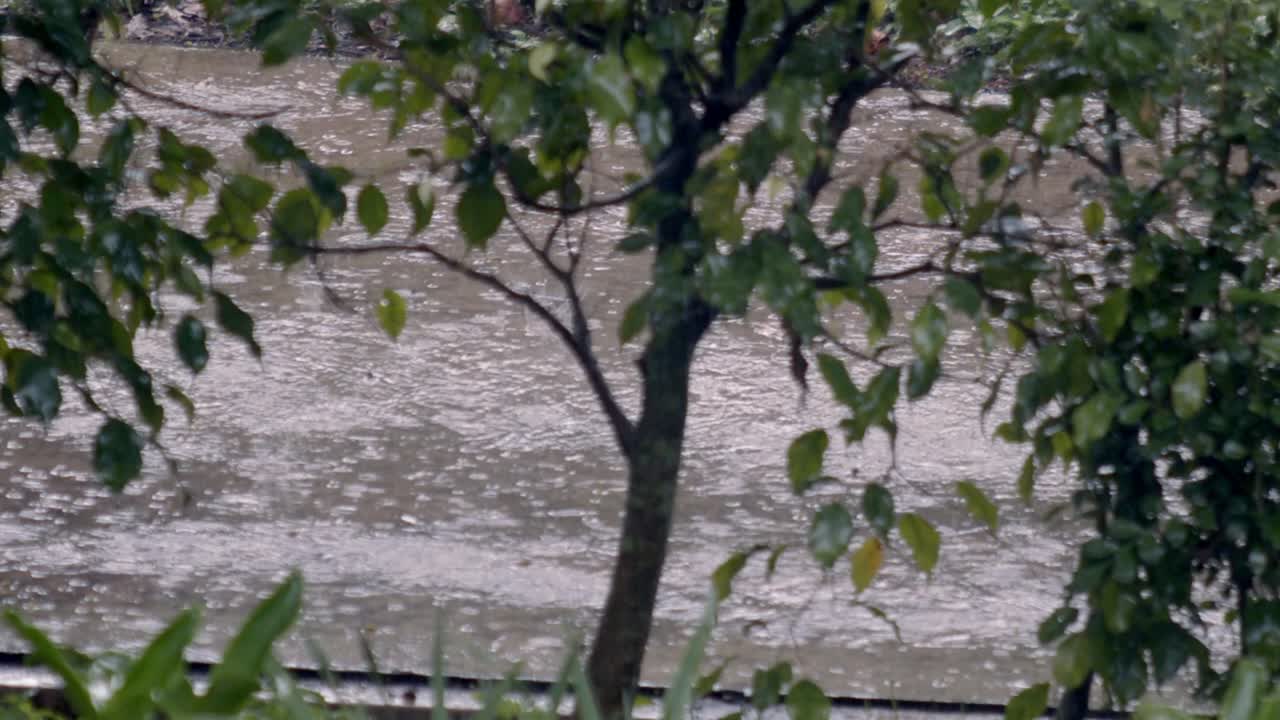 몬순 기후, 잎, 뿌리, 성장