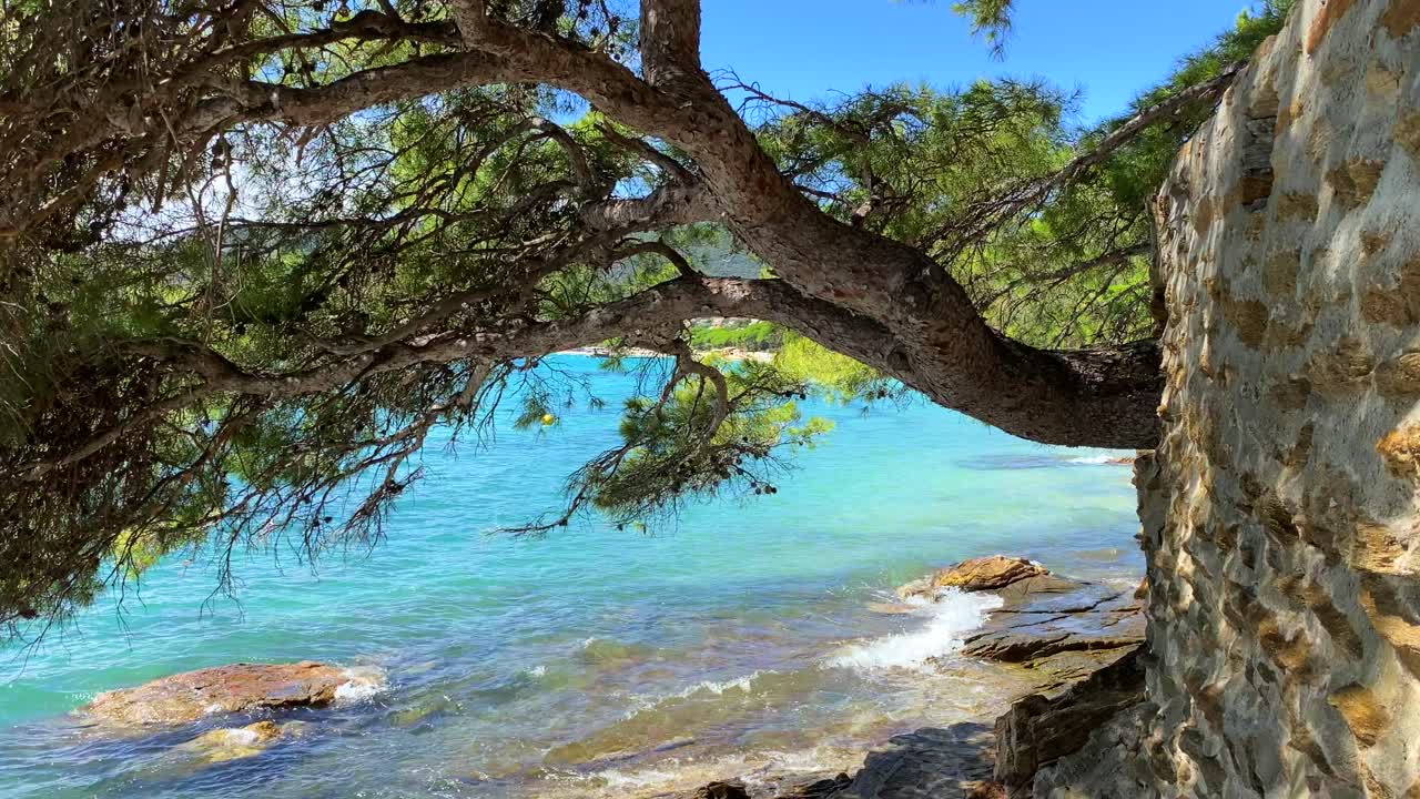 Beautiful transparent turquoise water and big trees by the sea in Cavali&egrave;re Lavandou South of France, magical green nature hike near water, beach holiday vacation, 4K static shot