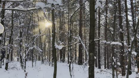 A-panning-4K-video-of-sunlight-beautifully-shining-through-a-winter-forest,-creating-a-stunning-and-radiant-scene