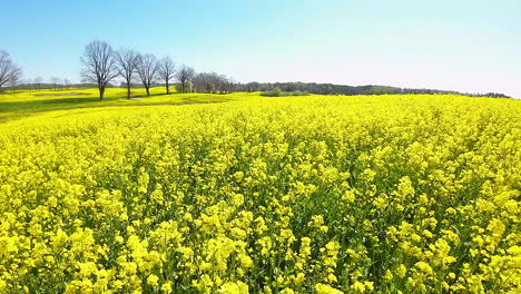 Campo-De-Colza-Radiante-En-Un-Día-Soleado-Perfecto