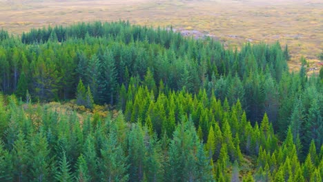 aerial establishing shot of a pine forest in bloom in the icelandic countryside